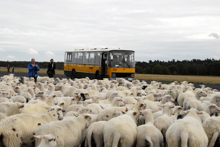 De 191 tussen de schapen op vliegveld Soesterberg